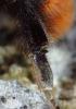 Bombus lapidarius